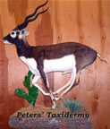 lifesize Black Buck  mounted by Peters' Taxidermy